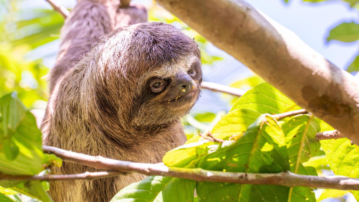 Na Floridě uhynulo 31 lenochodů ještě před otevřením speciální atrakce
