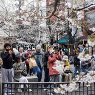 Rozkvetlé stromy jsou vděčným objektem turistů. (Kjóto, 28. března)