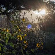 Přesto se na některých místech prodraly skrz půdu, například na chodníku před restaurací rychlého občerstvení, kde květy vyrostly pod nástěnnou malbou mladé dívky držící mák. (Altadena, 19. března.)