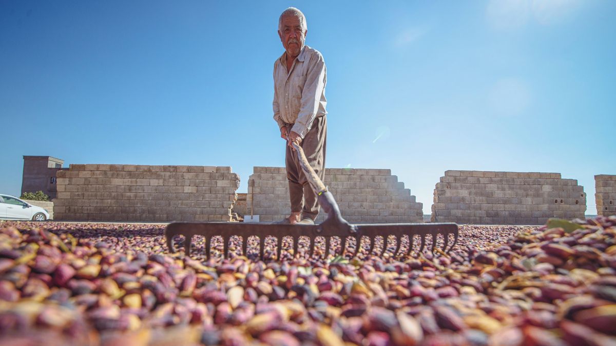Zmrzlina bez pistácií. Íránský vývozní artikl je nejdražší za osm let