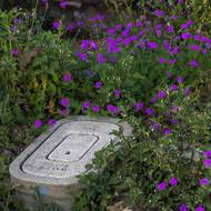 „Doufám, že v následujících letech a desetiletích bude Altadena opět právem proslulá svými máky… Je to způsob, jak nás sjednotit, a ano, jak si připomenout naši historii a těšit se na budoucnost,“ dodal Amy.