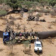 V kategorii Samostatná fotografie uspěl Halden Krog (Daily Mail) se snímkem, na němž profesionální lovci zastřelili rodinu slonů. Zimbabwská vláda loni kvůli regulaci populace povolila usmrcení 50 slonů v přírodní rezervaci Savé Valley. Rozhodnutí navázalo na selekci 200 slonů o rok dříve. Úřady tvrdí, že území nedokáže uživit rostoucí populaci chobotnatců, což zhoršuje konflikt mezi lidmi a divokými zvířaty. Organizace na ochranu divokých zvířat tvrzení zpochybňují. (Sango, Savé Valley, Zimbabwe, 23. října 2025)