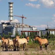 Do zakázané oblasti byli v 90. letech zkusmo vypuštěni koně Převalského.