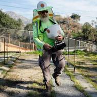 „Jsou tak odolné. Vypadají velmi křehce, ale nejsou; uvnitř jsou docela tvrdé… tak trochu jako obyvatelé Altadeny.“ (René Amy, který během požáru přišel o svůj dům, rozhazuje semínka máku v rámci svého projektu „Great Altadena Poppy Project“, vyfoceno 19. prosince.)