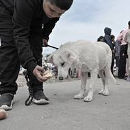 „Nálety pokračují, protože armáda operuje v oblasti s velkým nasazením. A proto vás pro vaši bezpečnost znovu naléhavě žádáme, abyste okamžitě opustili své domovy,“ uvedl ještě ve středu na síti X mluvčí IDF Avičaj Adraí. Podobné apely zazněly v posledních šesti týdnech několikrát. (Vysídlení civilisté v Bejrútu, 14. dubna 2026.)