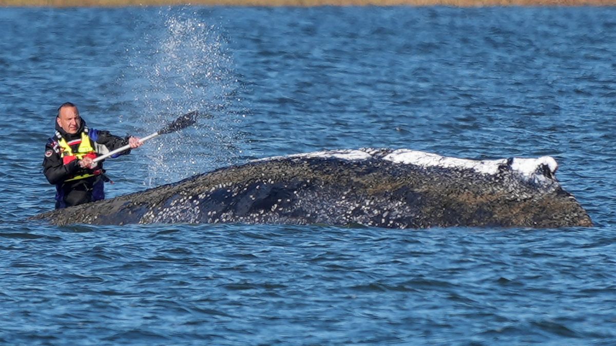 Je správné o Timmyho život dál bojovat? Velryba v ohrožení hýbe Německem