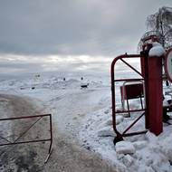 V místě se pohybují toulaví psi.