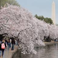 Pokochat se mohou i lidé u Tidal Basin ve Washingtonu. (25. března)