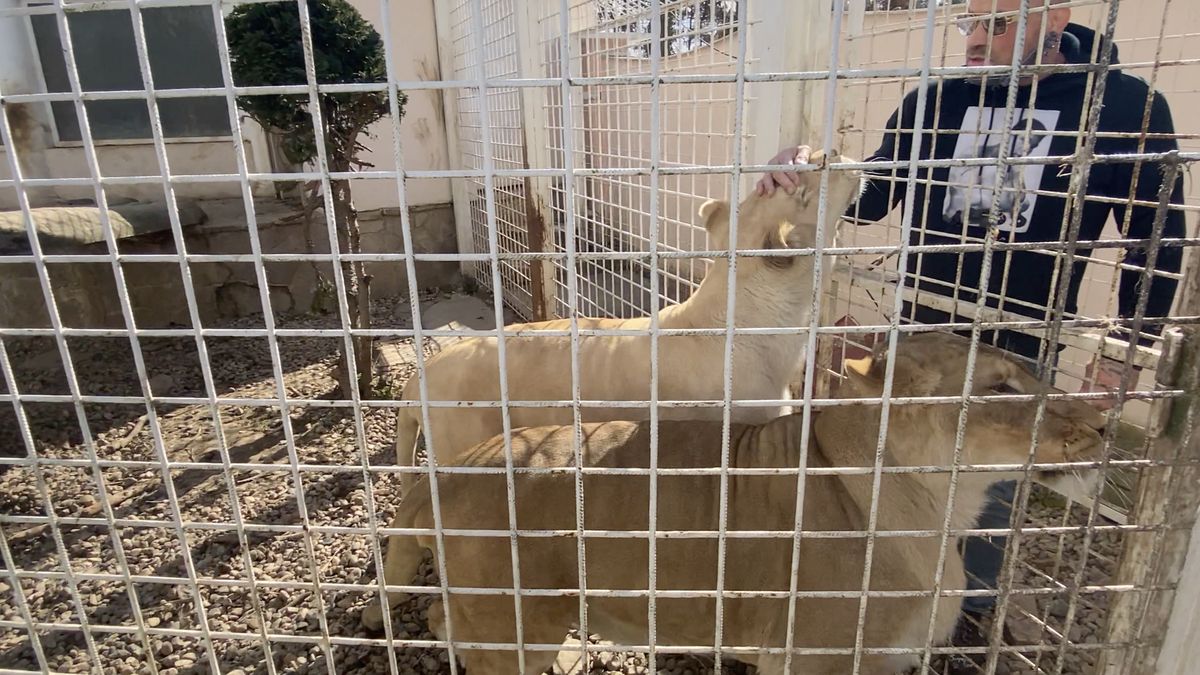 Chybějící papíry, odstraněné drápy. Úřady se snaží Vémolovi zabavit lvici