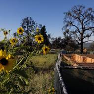 Avšak s globálními klimatickými změnami dochází k narušení přírodních cyklů. Kalifornie právě zažila jeden z nejsušších březnů v historii, což způsobilo potíže mnoha mákům, které Amy zasel. (V okolí staveniště a na místě bývalého domu rozkvétají květiny, Altadena, 19. března 2026.)