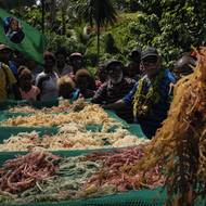 S pěstováním mořských řas ubývá lidí, na nichž lov delfínů závisí. Tento příběh zachycuje komunitu, kterou přetvořily tlaky na životní prostředí a měnící se tradice. (Dav lidí ve Fouele diskutuje s poslancem Rickem Houenipwelou o pěstování mořských řas. Nový zdroj příjmů nabízí cestu ven od tradičního lovu delfínů a spolehlivější způsob obživy. Vesnice Fouele, ostrov Maramasike, 12. února 2025.)