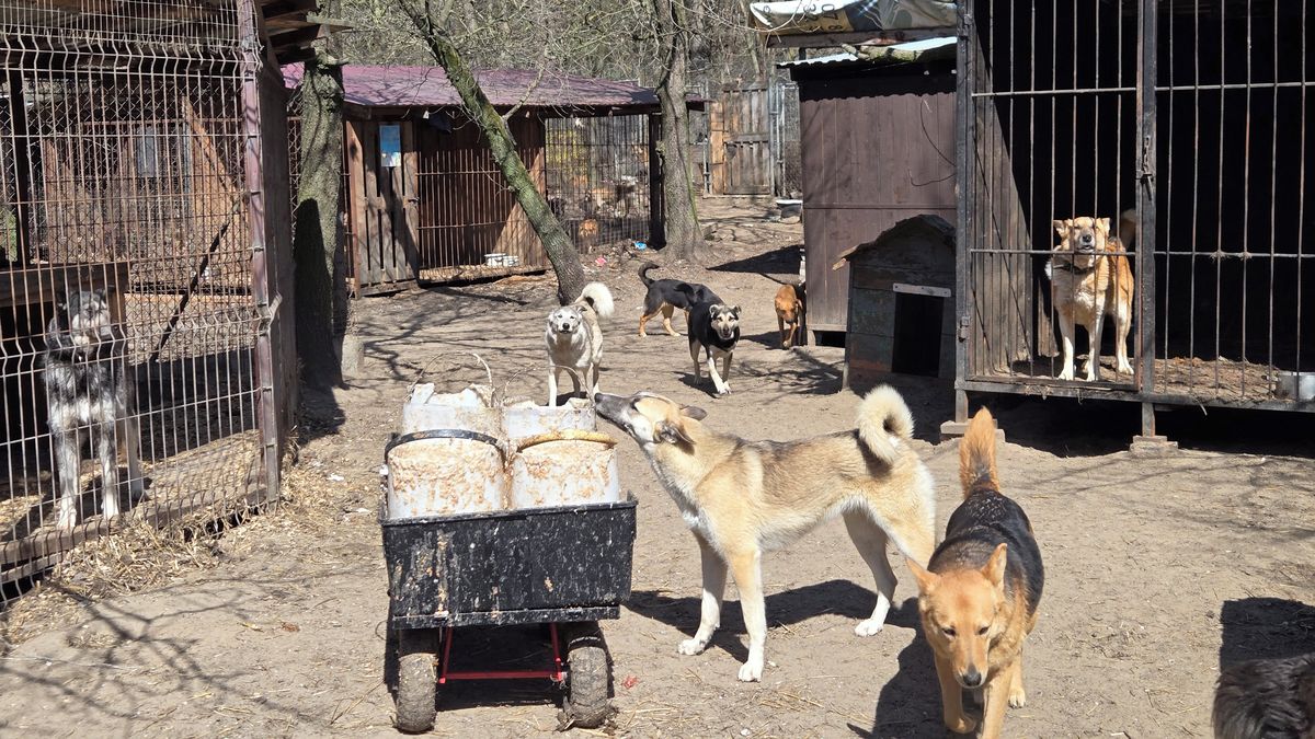 Jeden člověk se v útulku na Ukrajině stará o 450 psů. Zvířata dál přibývají