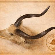 Herbersteinova sbírka, trofej antiolopy.