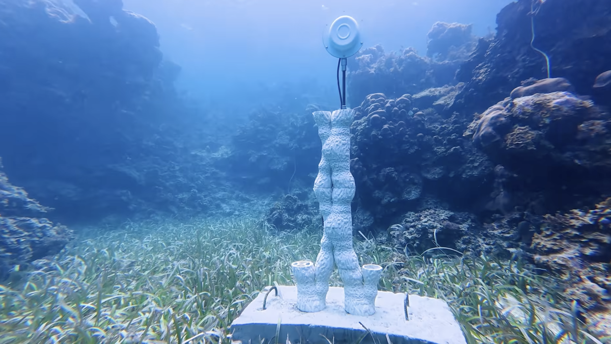 Zvuky z podvodních reproduktorů zachraňují umírající korálové útesy