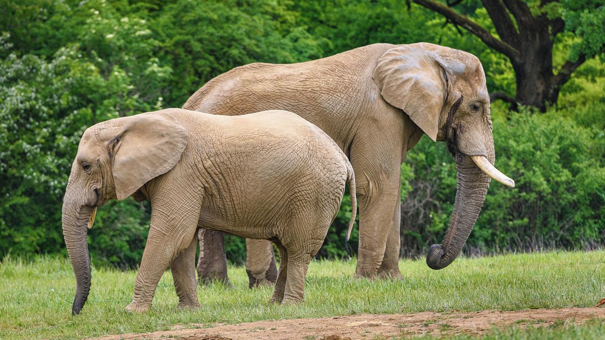 Samice slona afrického ve zlínské zoo uhynula, napadl ji samec