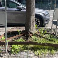 Poškozené litinové mříže kolem stromů v ulici Radlická
