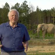 David Attenborough při natáčení dokumentu. 