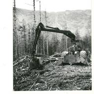 Lesy, 80. léta. 