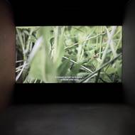 Irská umělkyně Deirdre O'Mahony vytvořila na základě debat o klimatu s odborníky, zemědělci i politiky libreto k půlhodinovému opernímu filmu, ve kterém zpívají irští hudebníci a kamera snímá přírodu v jihozápadní Anglii.