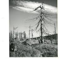 Lesy, 80. léta. 
