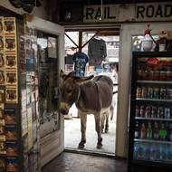 Route 66 postupně nahradila soustava dálnic (interstate). Oficiálně ji z amerického dálničního systému vyřadili 27. července 1985. (Osel nahlíží do obchodu se suvenýry v bývalém zlatokopeckém městečku Oatman, které doteď dýchá atmosférou divokého západu, 21. listopadu 2025.)