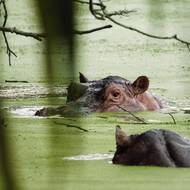 Bez přirozených predátorů a díky stabilnímu klimatu bez období sucha, s nímž se musí vyrovnat hroši v Africe, našla zvířata na jednom z říčních ostrovů porostlém vegetací své útočiště. Jde o srdce jejich hroší kolonie.