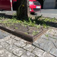 Poškozené litinové mříže kolem stromů v ulici Radlická