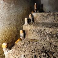 ...tak i stalagnity, tedy krápníky stojící na dně jeskyně a rostoucí směrem nahoru.