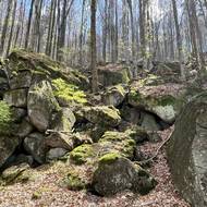 Jizerskohorské bučiny.
