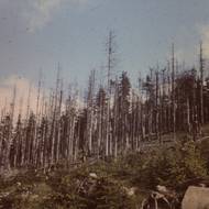 Lesy nad Harrachovem v první polovině 80. let 20. století, kdy je zničily průmyslové škodliviny. 
