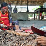 Jair Schmitt z IBAMA uvedl, že největší výzvou je „boj s organizovaným zločinem“, protože do nelegálních aktivit v regionu jsou stále více zapojeny mocné kriminální organizace. Mezi nimi jsou i skupiny Primeiro Comando da Capital a Comando Vermelho, které Spojené státy v květnu zařadily na seznam teroristických organizací. (Domorodé ženy z kmene Kayapo louskají kaštany ve vesnici Pykany, 21. května 2026.)