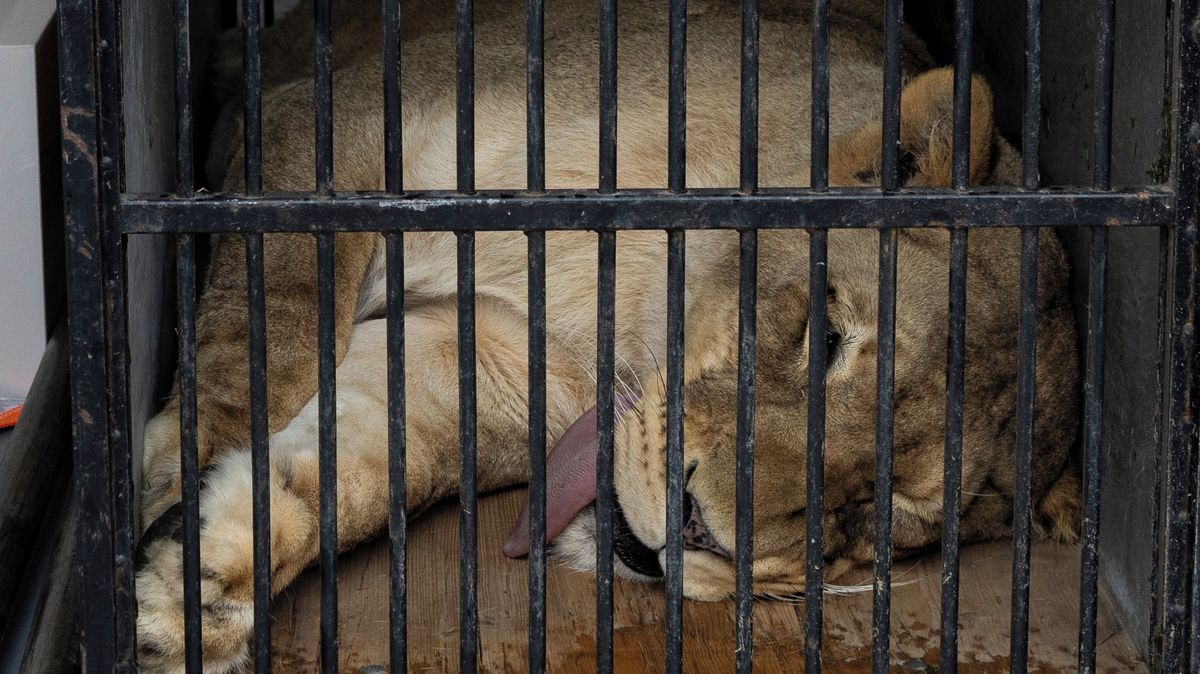 Vémola přišel o lvici Elsu. Zvíře putuje do liberecké zoo