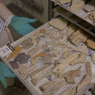Archeoložka Lucie Altenburgová ukazuje zásuvku s archeologickými nálezy objevenými při vykopávkách v okolí katedrály Notre-Dame v Paříži.