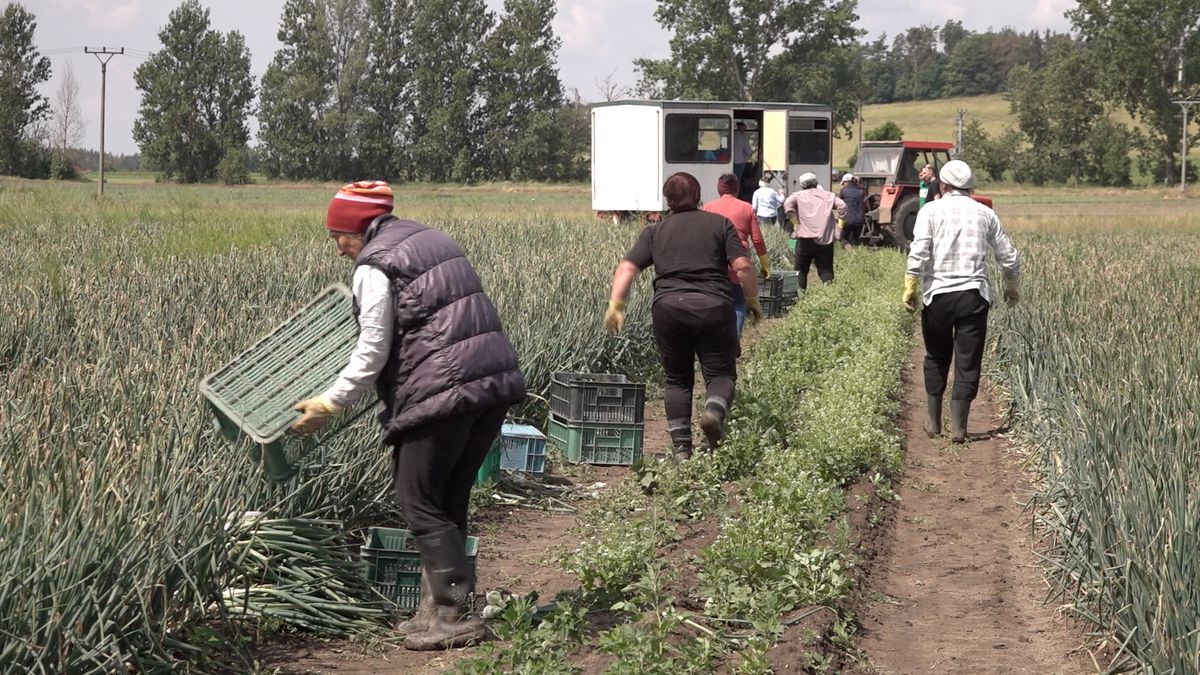 Na českých polích zůstává až pětina zeleniny. I proto, že chybí lidé