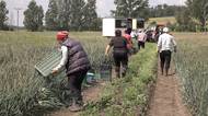 Paradox českých polí: Spousta zeleniny tam zůstává, i když jsou kupci