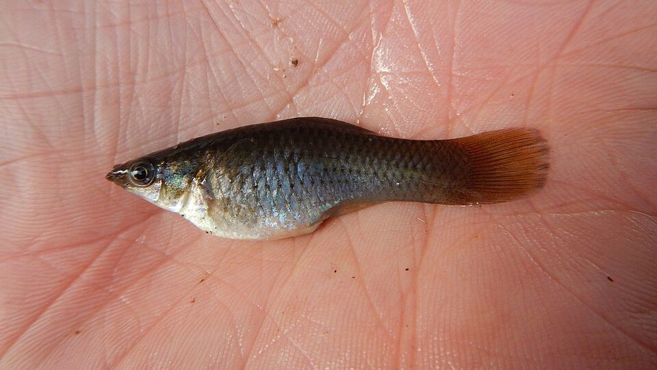 Evoluční skandál. Druh ryby přežil 100 tisíc let bez samců a daří se mu