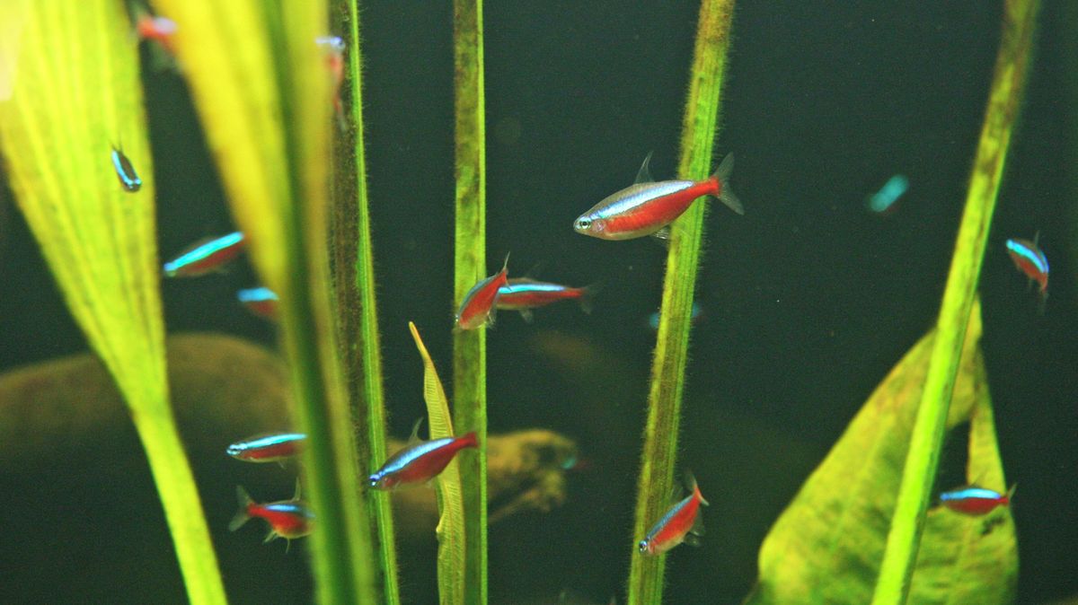 Kdysi znal neonky z Česka celý svět. Teď nadšenci do akvárií pomalu mizí