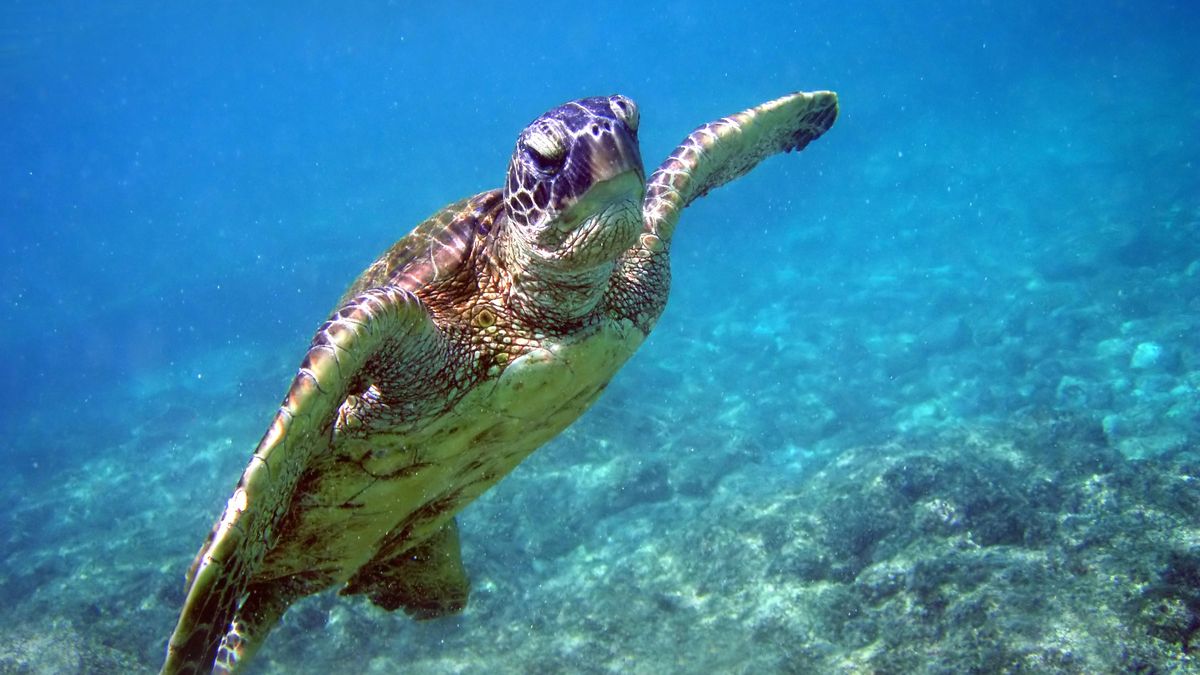 Želvy známe jako skvělé navigátorky. Přitom jen zhruba tuší, kde právě jsou
