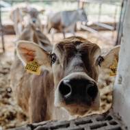 Plemeno Brown Swiss je mírné a zvědavé.