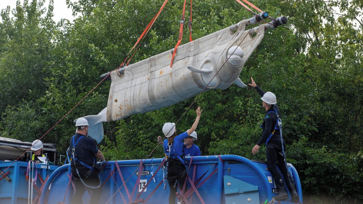 Video: Hrozilo jim utracení, teď už kanadské běluhy převezli do bezpečí