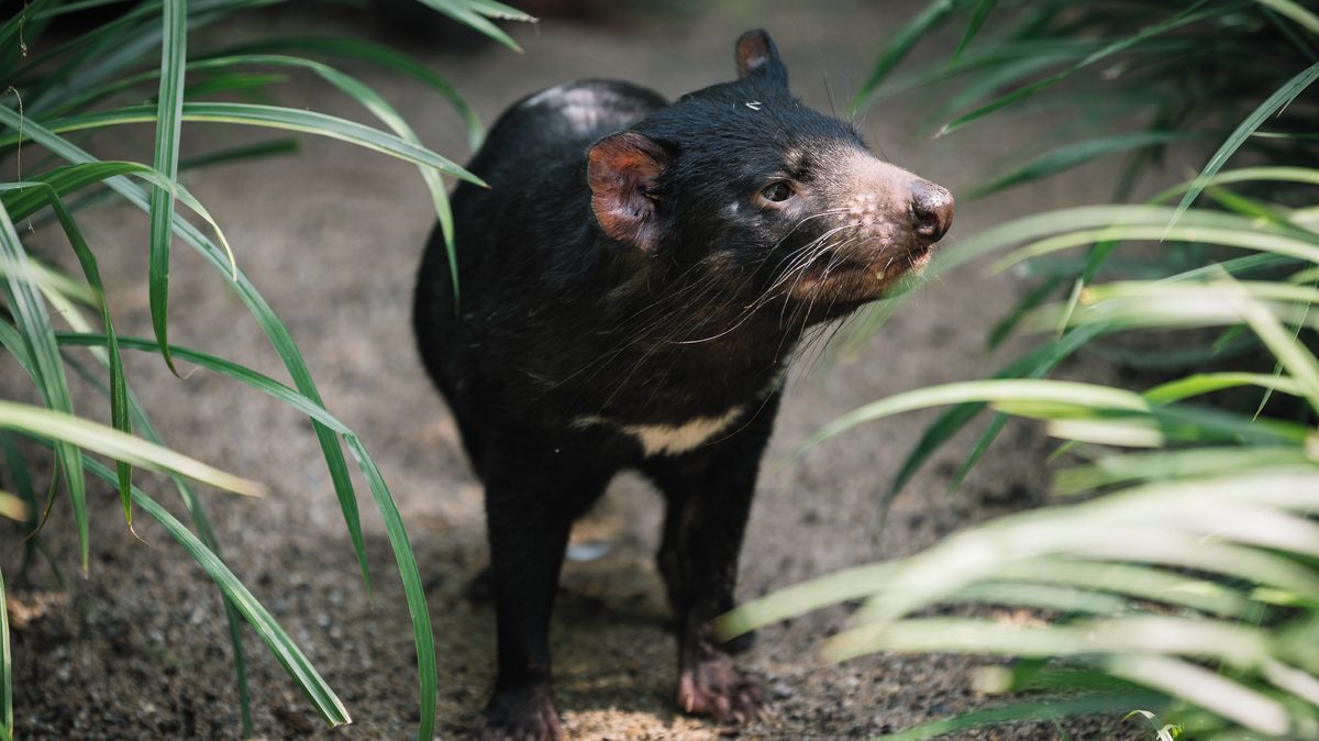 „To křupla páteř.“ Jak se v pražské zoo krmí tasmánští čerti