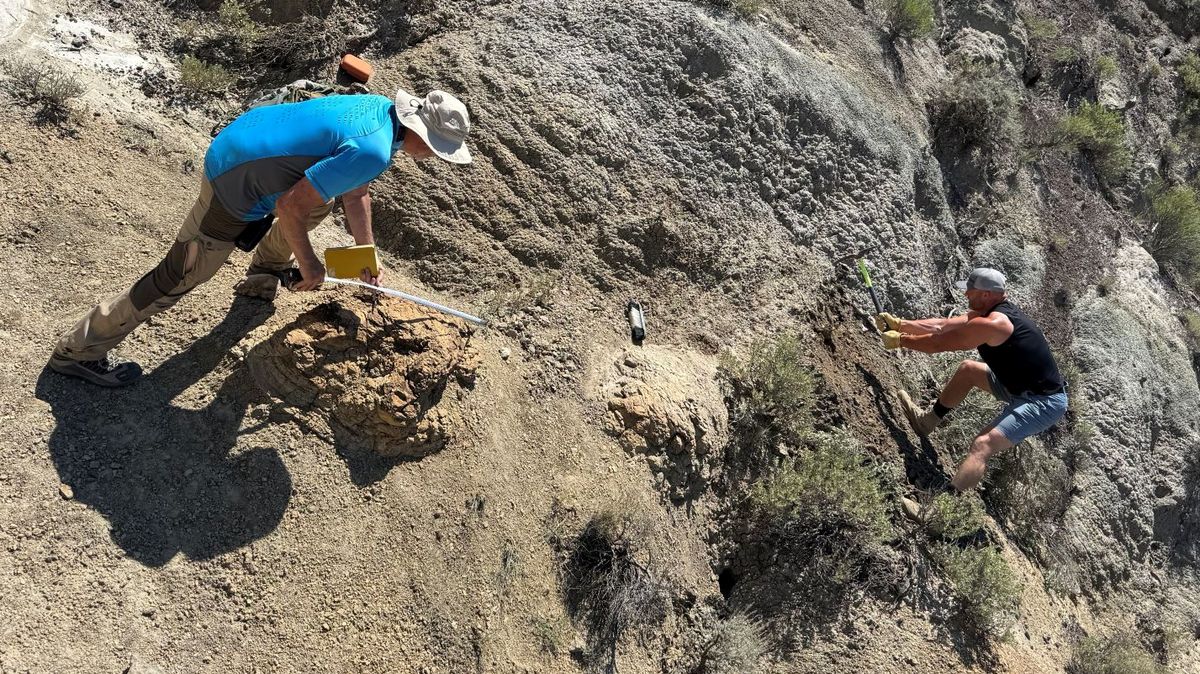 Vědci poprvé objevili sérii stop dospělého Tyrannosaura rexe