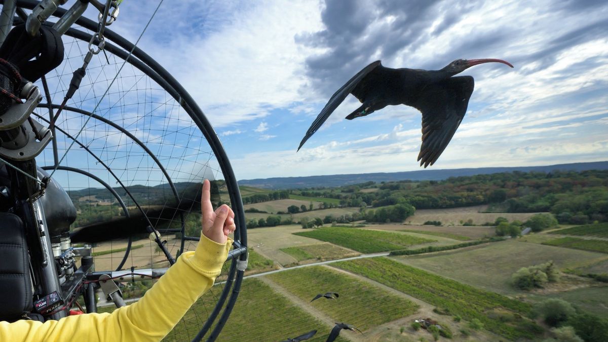 Fotky: Ibisové míří na jih, vede je letadlo