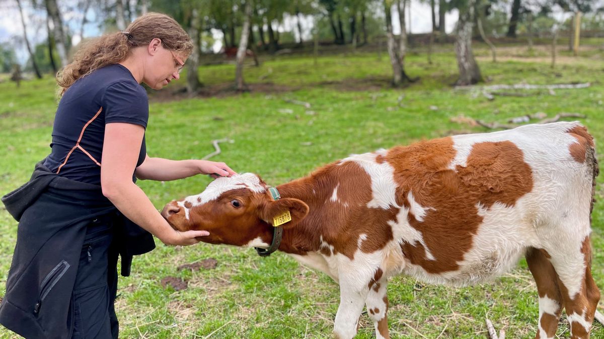 „Všechno bylo v háji.“ Kokořínská farma bojuje se suchem o přežití