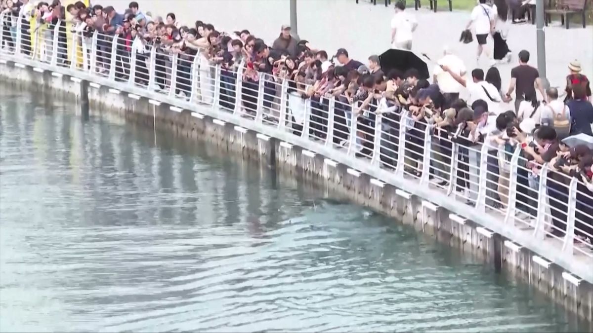 Video: Uvězněný žralok pobláznil třímilionové město. První záchrana nevyšla