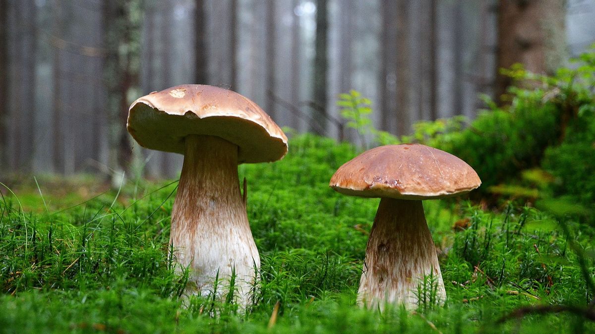 Některé národy by nesnědly hřib, ani kdyby umíraly hlady, říká odborník