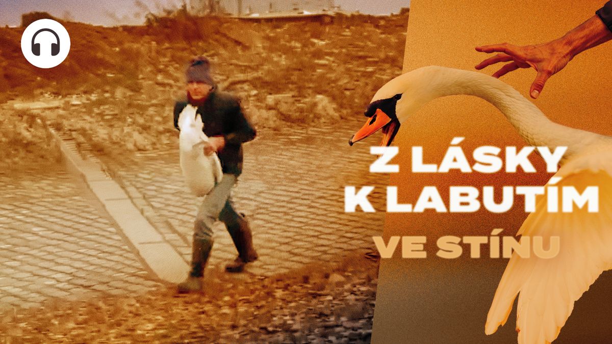 Muž odnáší labuť z Vltavy. Pátrali jsme, kam zmizela pražská hejna