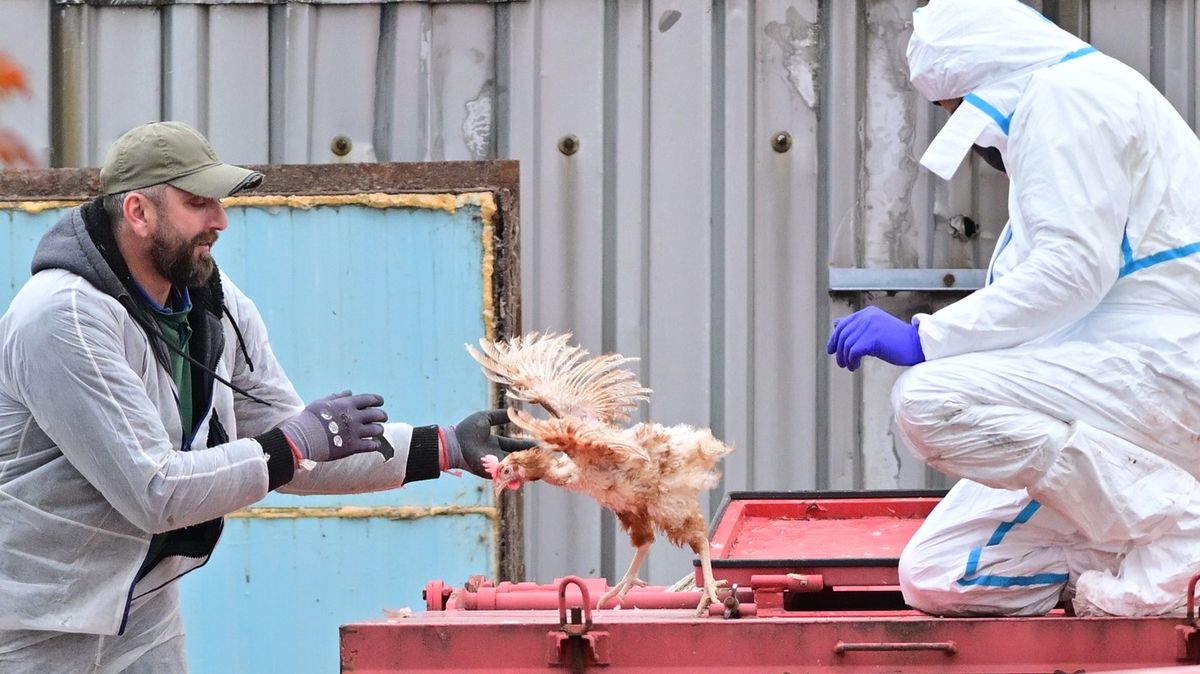 Veterináři podali trestní oznámení kvůli týrání na chovatele slepic v Dyníně