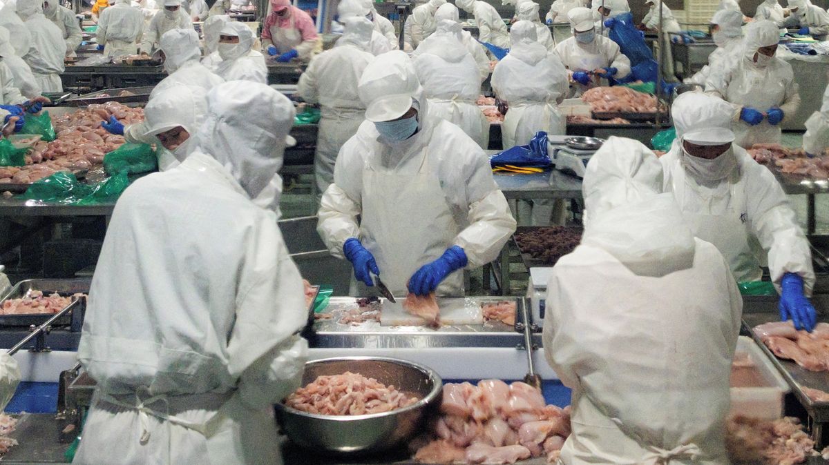 Čína zaplavuje světový trh přebytkovým drůbežím masem