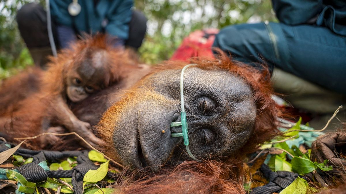 Obrazem: Požáry trápí orangutany, lidé je museli evakuovat